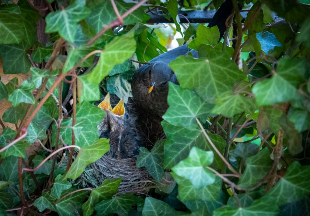 A Common Blackbird feeds its two young chicks in a nest surrounded by green leaves.