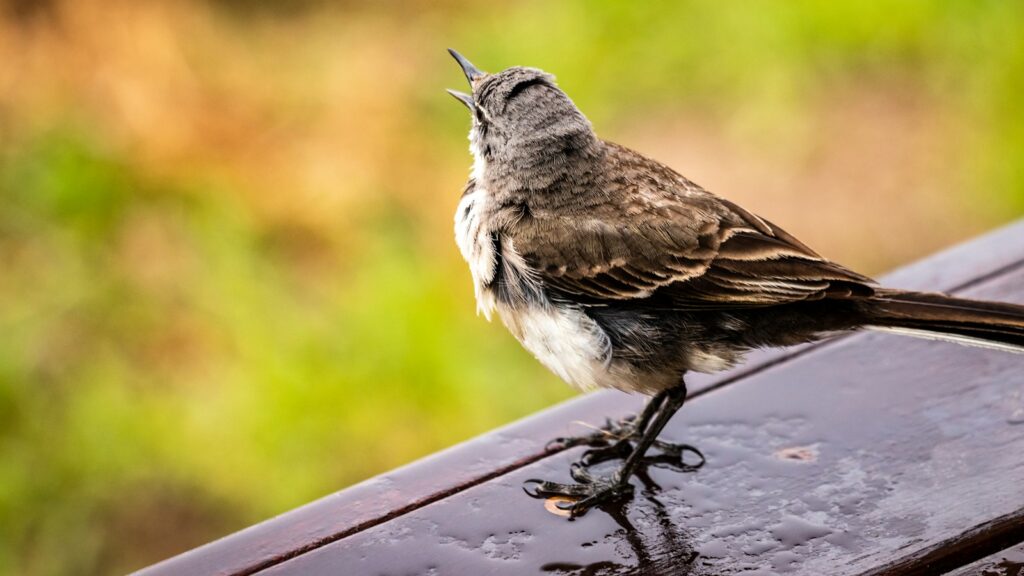 Bird standing on a wet table after rainfall