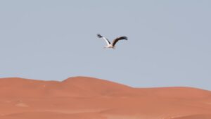 Bird flying above a desert landscape