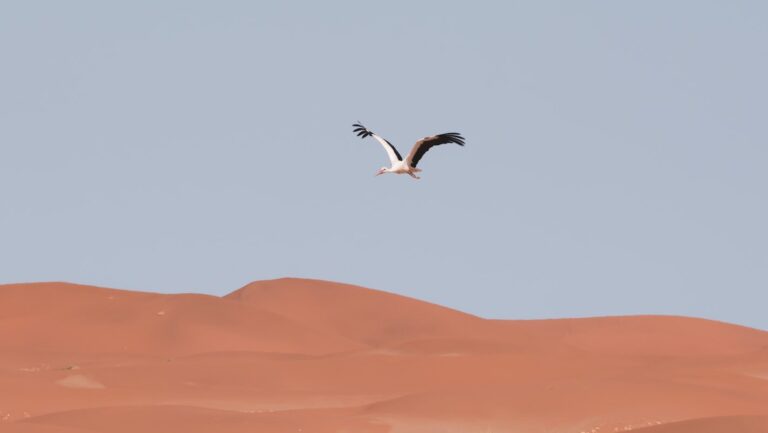 Bird flying above a desert landscape