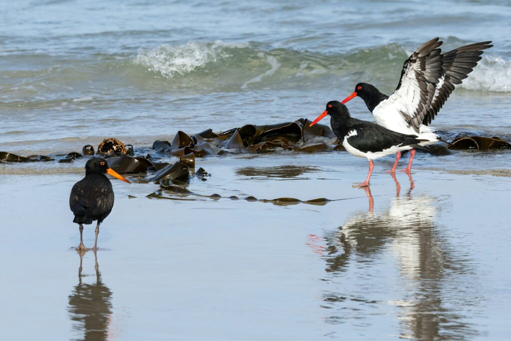 A couple of birds standing on top of a beach.