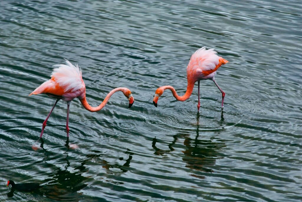 Two American flamingos wading in the water.