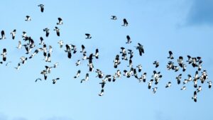 A flock of lapwings fills the sky, their distinctive black and white plumage creating a striking pattern.