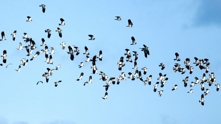 A flock of lapwings fills the sky, their distinctive black and white plumage creating a striking pattern.