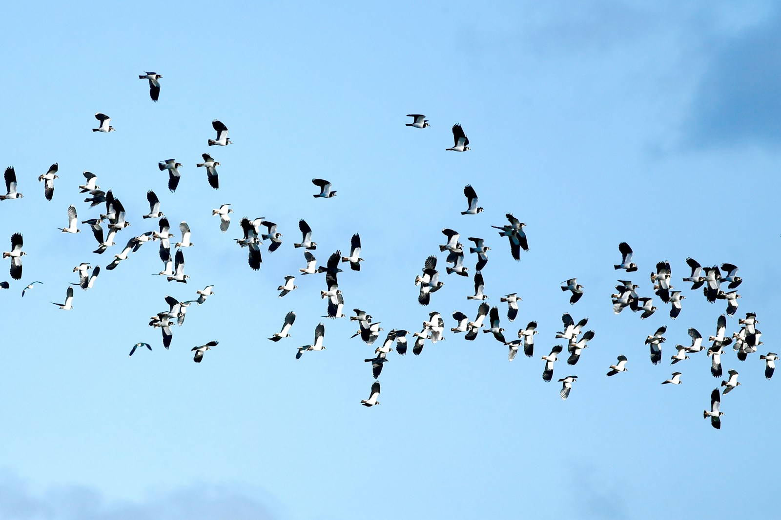A flock of lapwings fills the sky, their distinctive black and white plumage creating a striking pattern.