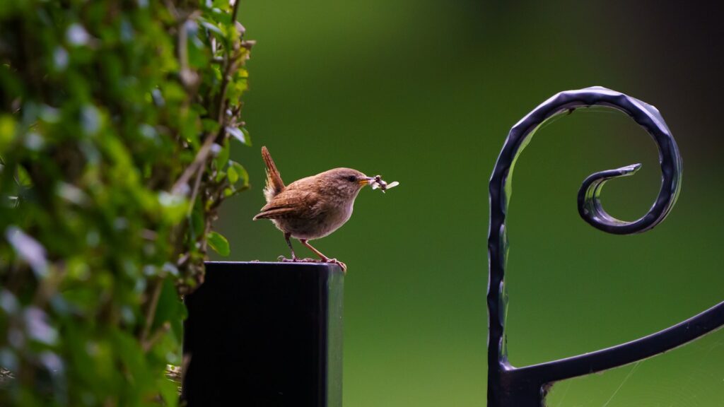 Wren perched on a black metal post with an insect in its beak