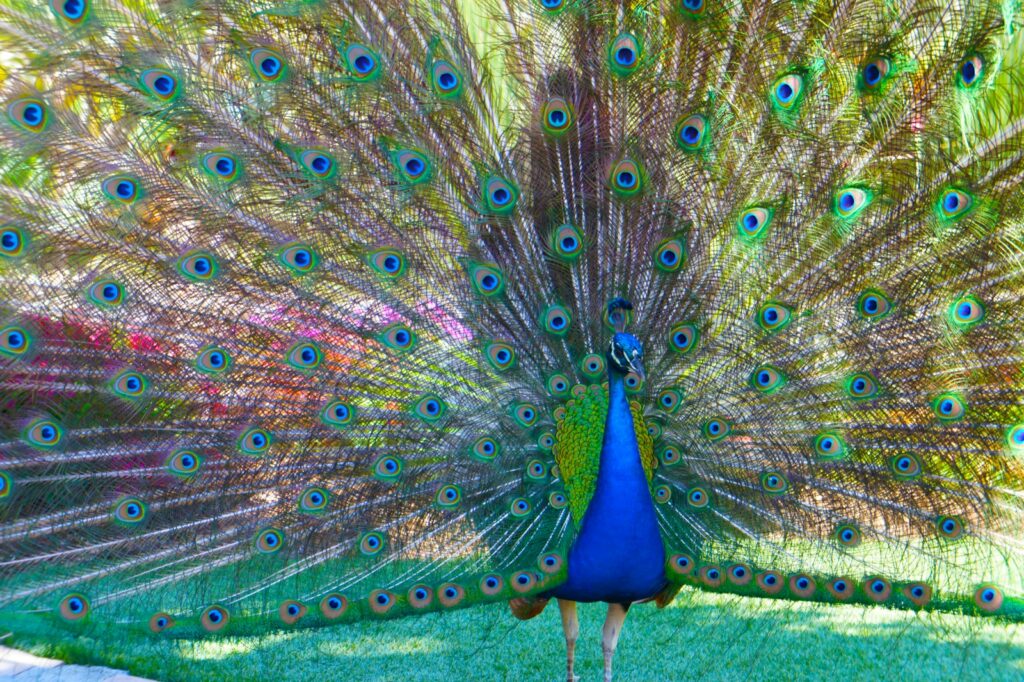 A male peacock displays its vibrant and colorful tail feathers.