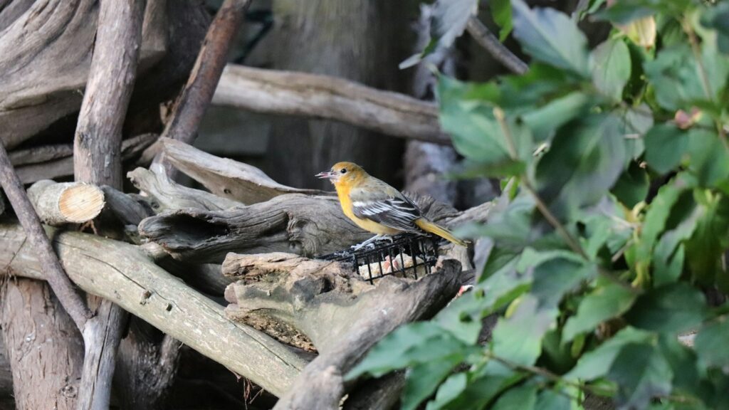 Oriole feeding on suet placed in backyard garden