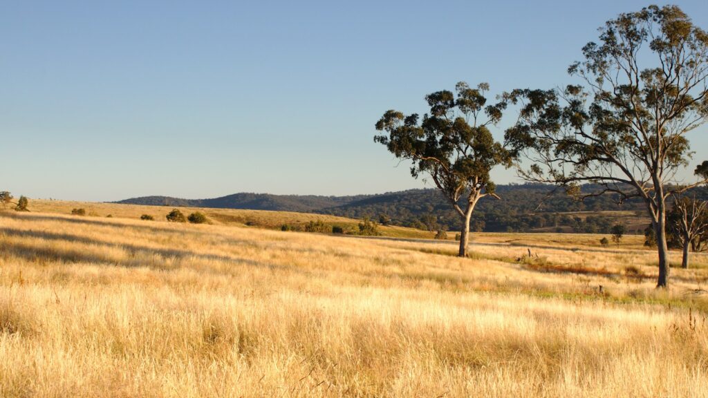 Savanna landscape under a clear blue sky