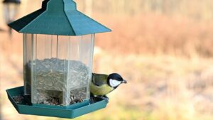 A Great Tit perches near a bird feeder.