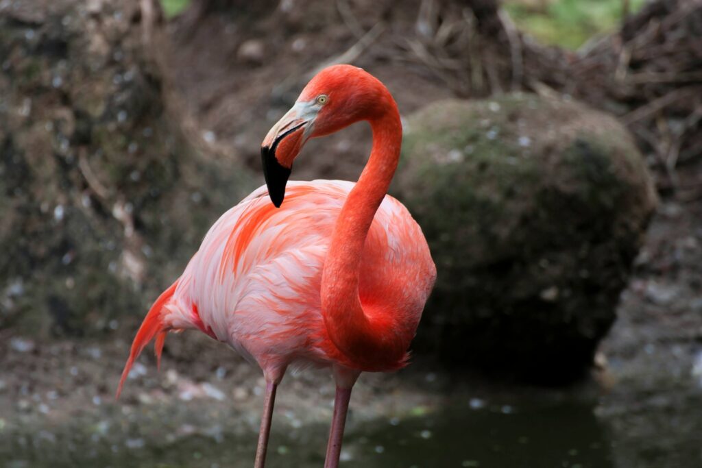 A vibrant pink flamingo with a bent neck stands gracefully in water.