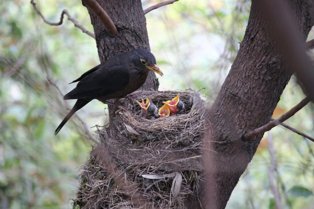 A Common Blackbird feeds its young chicks with open beaks in a nest in a tree.