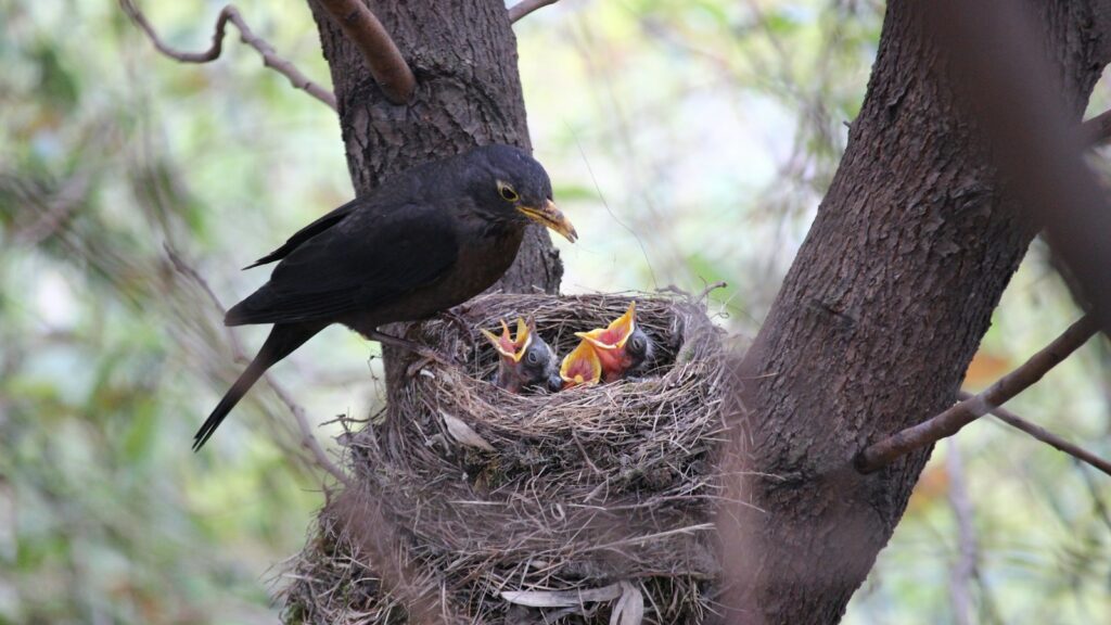 A Common Blackbird feeds its young chicks with open beaks in a nest in a tree.