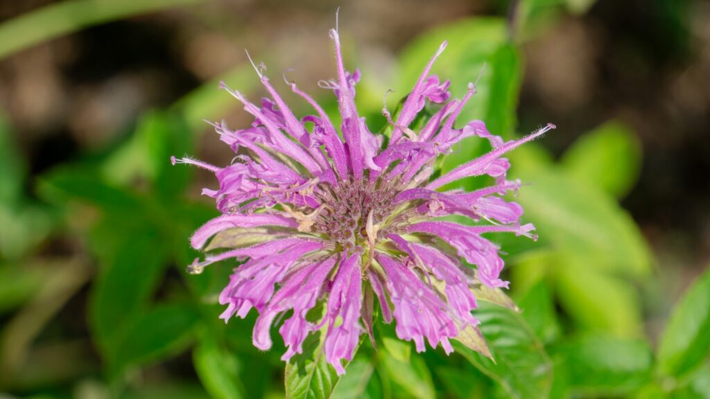 Purple Monarda didyma (bee balm) blooming in summer garden