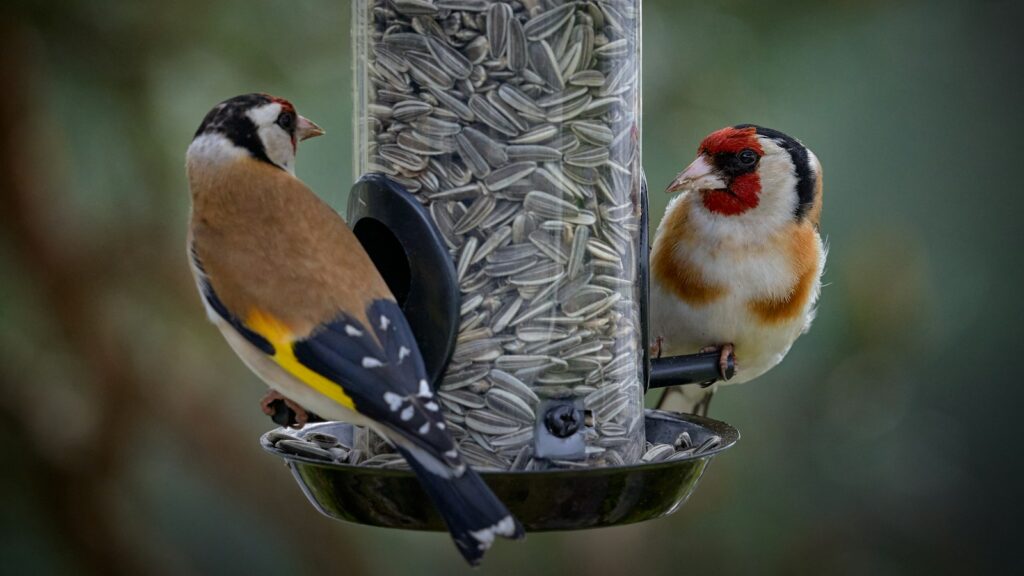Two birds perched around a bird feeder