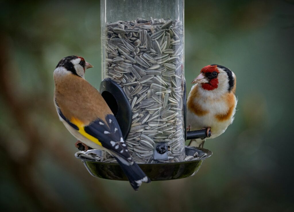 Two Goldfinches perch on a sunflower seed feeder.