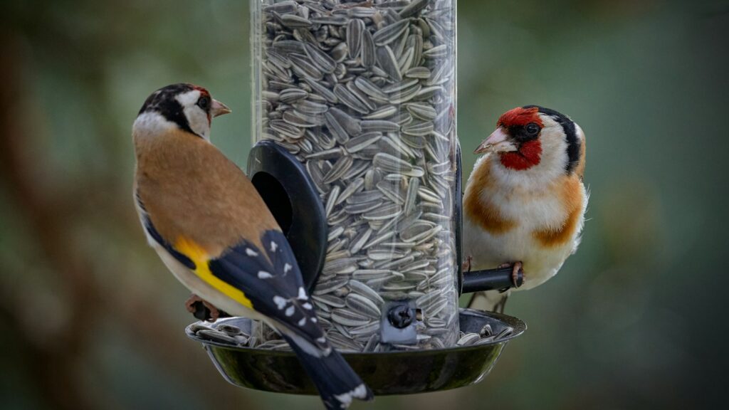 Two goldfinches perched on opposite sides of a bird feeder filled with sunflower seeds