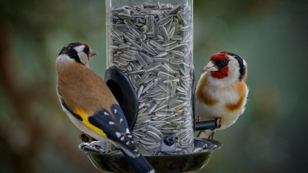 Two Goldfinches perch on a sunflower seed feeder.