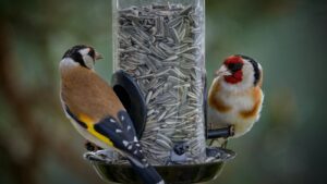 Two Goldfinches perch on a sunflower seed feeder.