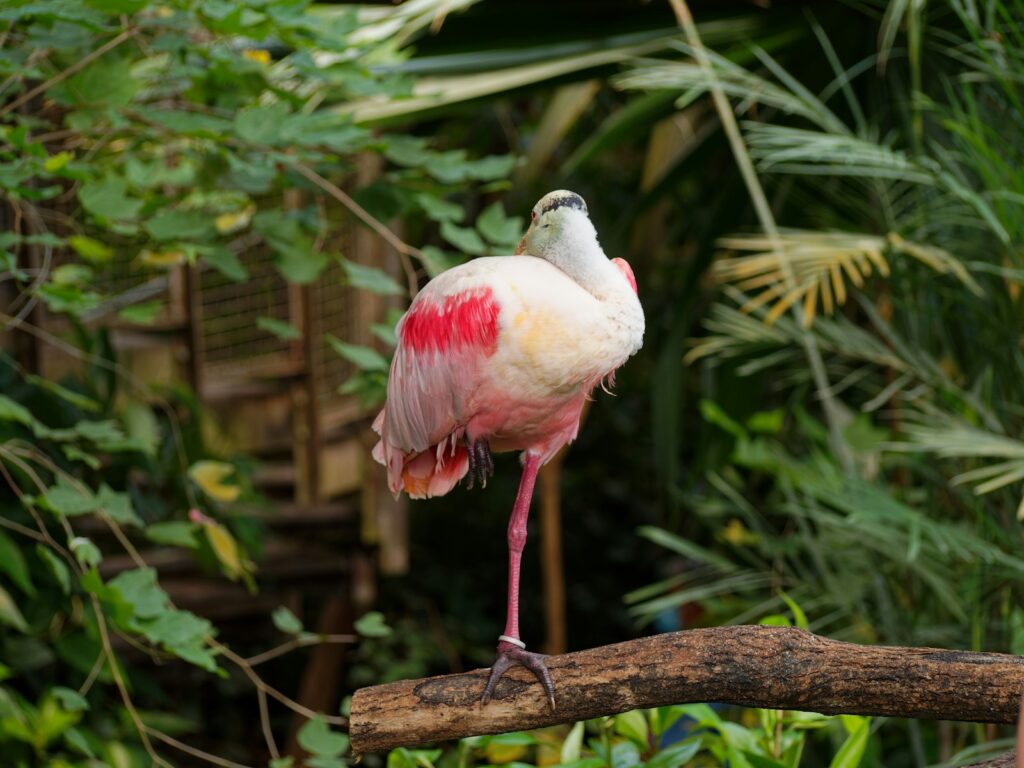 Roseate Spoonbill stands on one leg on a wooden branch.