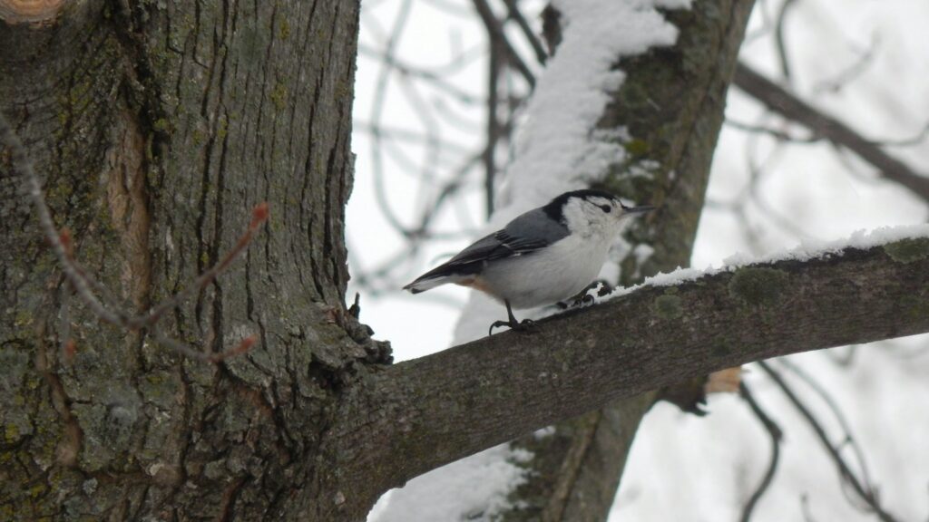Nuthatch resting on a tree branch during winter