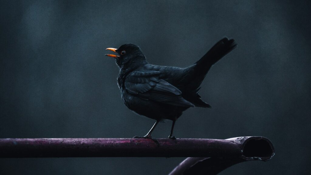 Blackbird perched on metal railing with open beak, singing loudly
