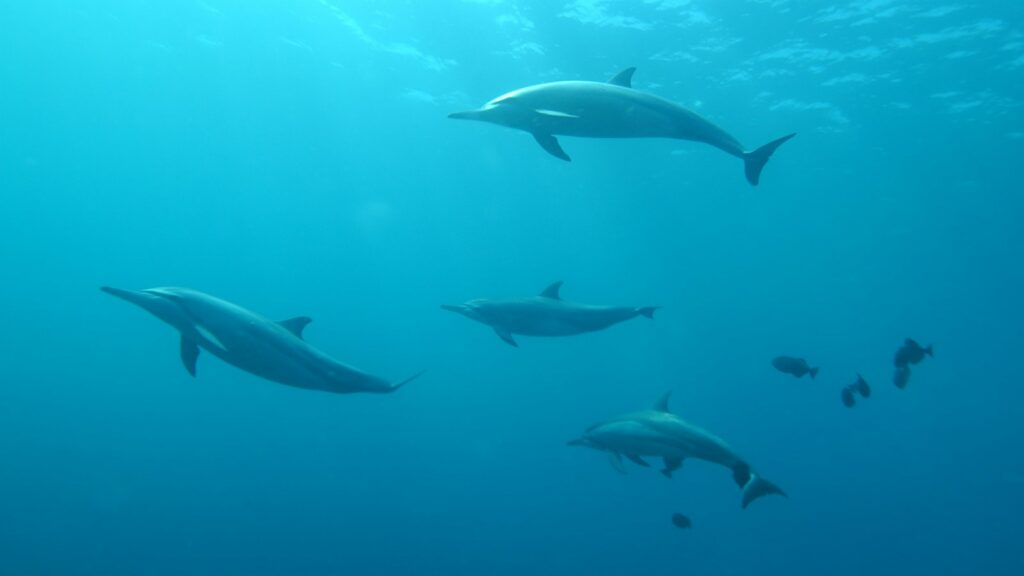 Group of grey dolphins swimming underwater