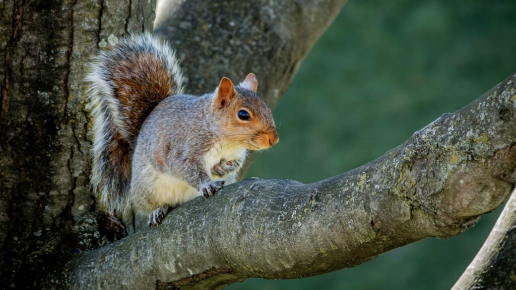 Squirrel perched on a tree branch