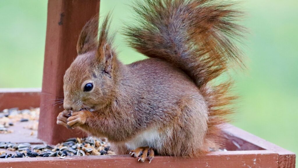 Squirrel eating seeds on top of a wooden feeding platform