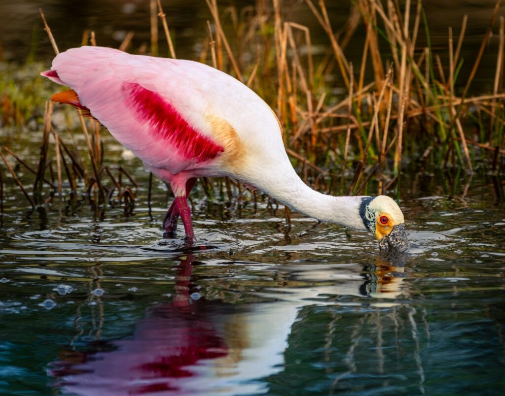 A Roseate Spoonbill with pink and white plumage drinks water in a wetland.