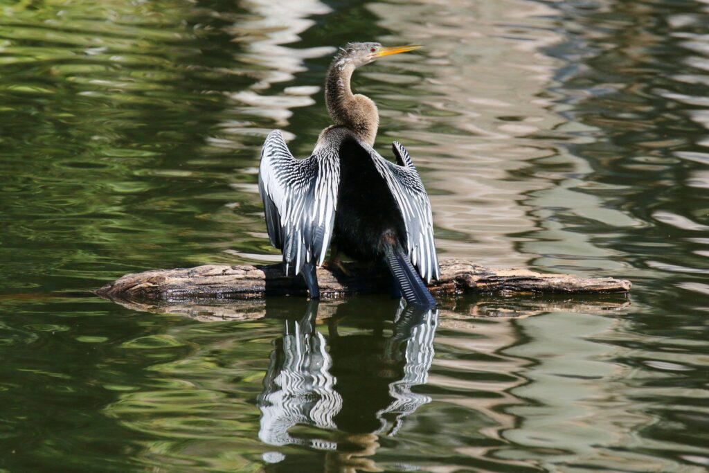 An Anhinga with patterned wings spreads them while perched on a log in the water.