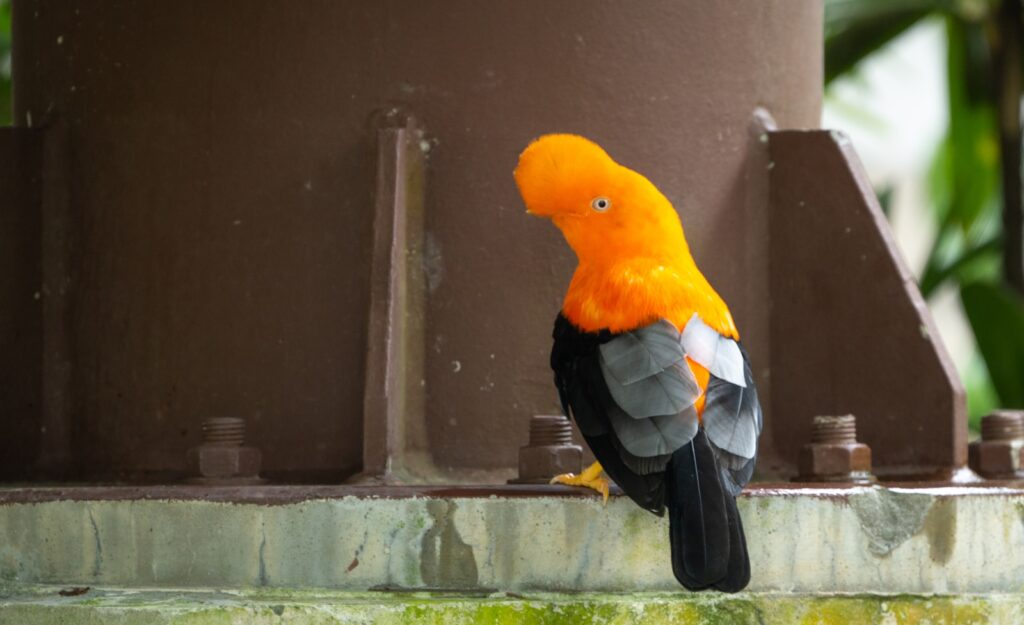 An Andean Cock of the Rock bird that is sitting on a ledge