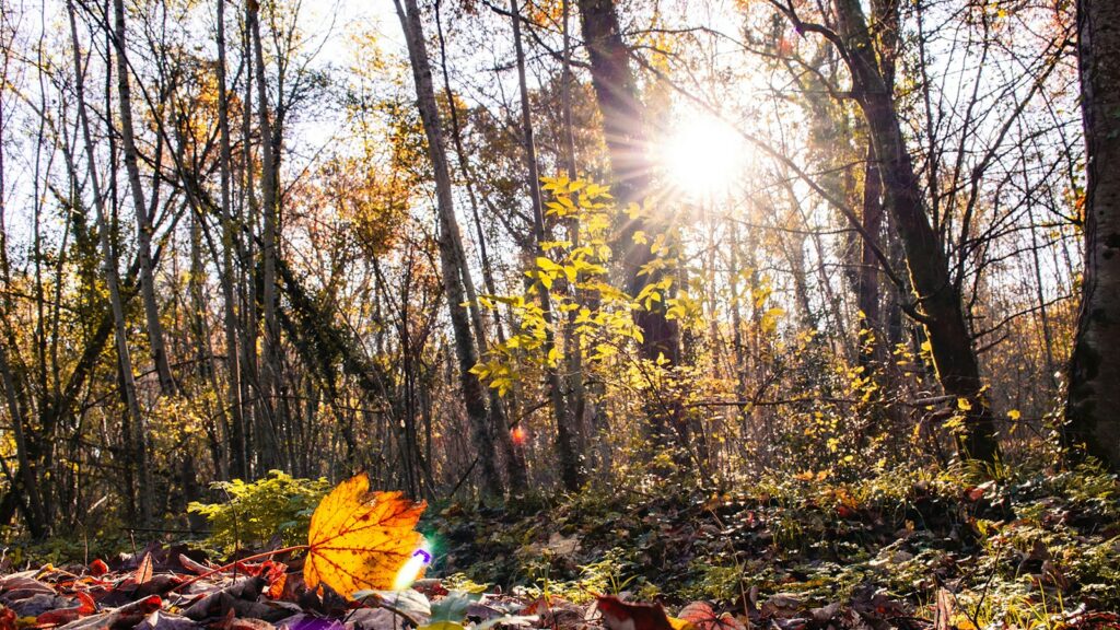 Sunlight streaming through forest trees onto the ground