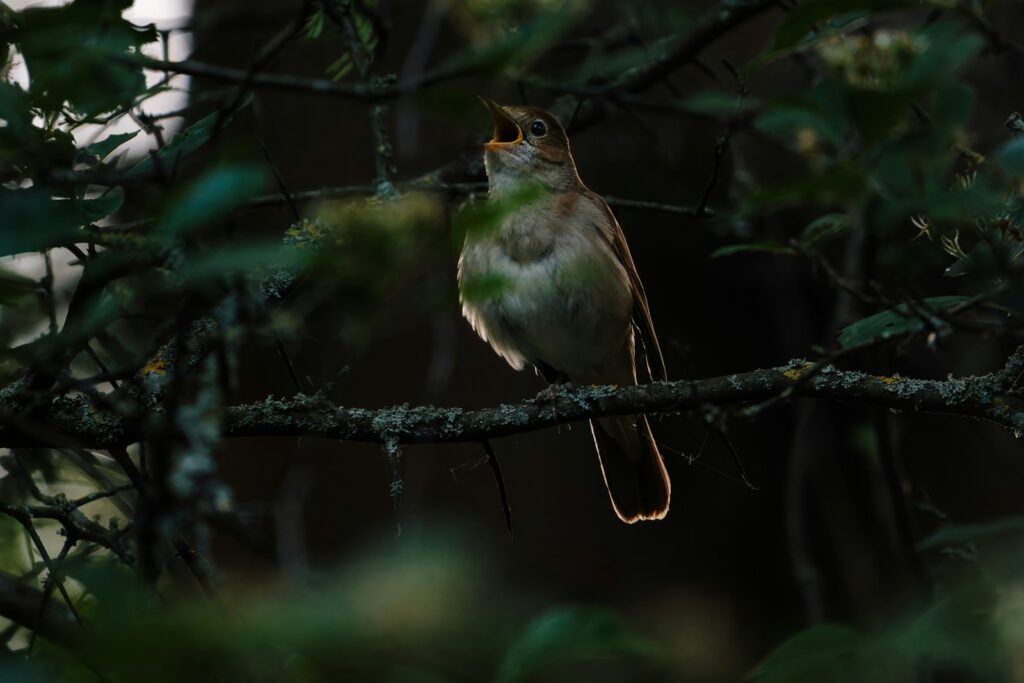 A nightingale singing on a branch.