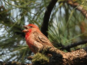 red and brown bird on tree branch during daytime