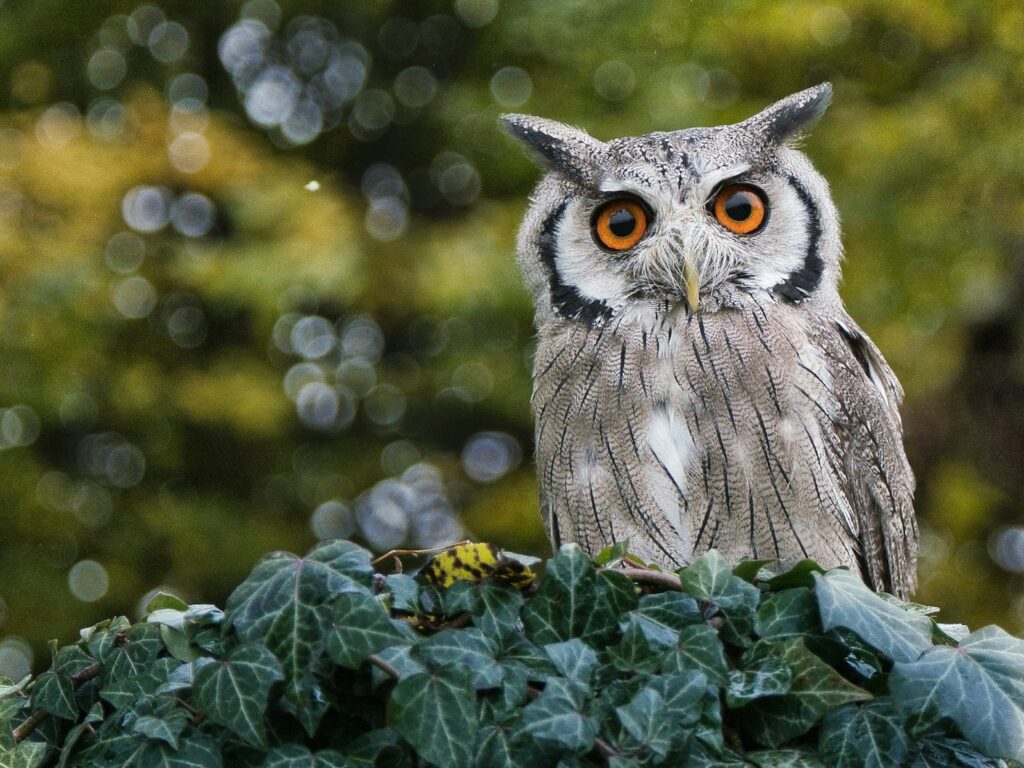 A southern white-faced owl with striking orange eyes.