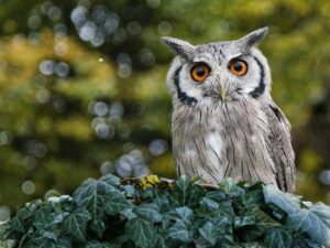 A southern white-faced owl with striking orange eyes.