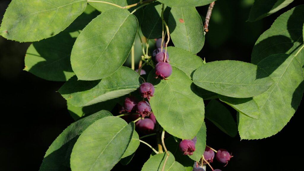 Close-up of ripe serviceberry fruits and green leaves on the plant