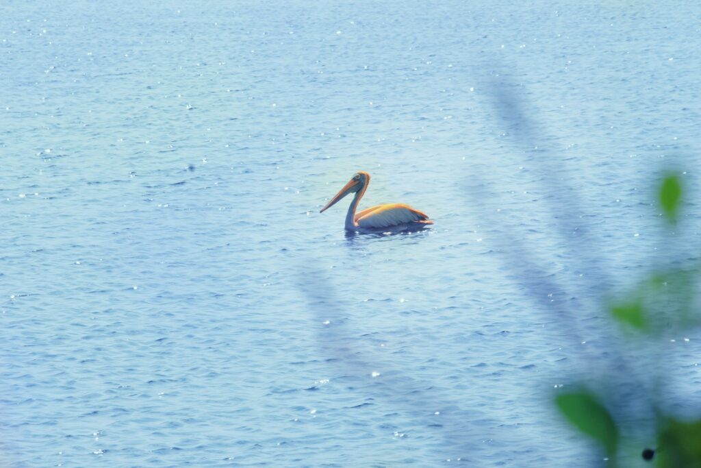 brown pelican on body of water during daytime