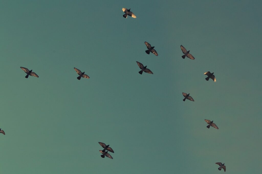 Several pigeons fly scattered across a clear, greenish sky.