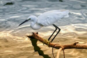 A little heron with white plumage stands on a branch.