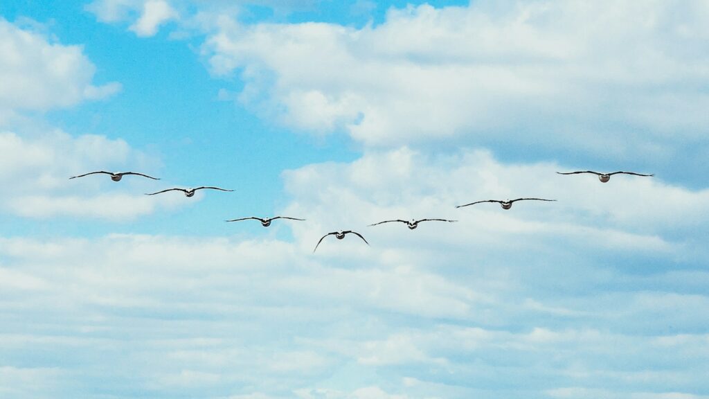 Flock of birds flying in V formation across a partly cloudy blue sky
