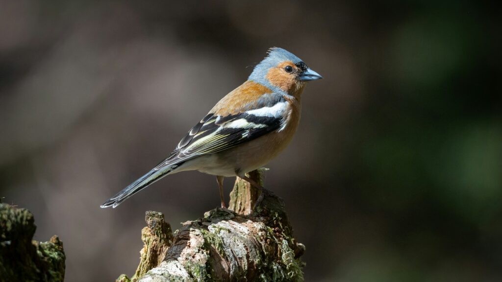 a bird perched on a tree stump