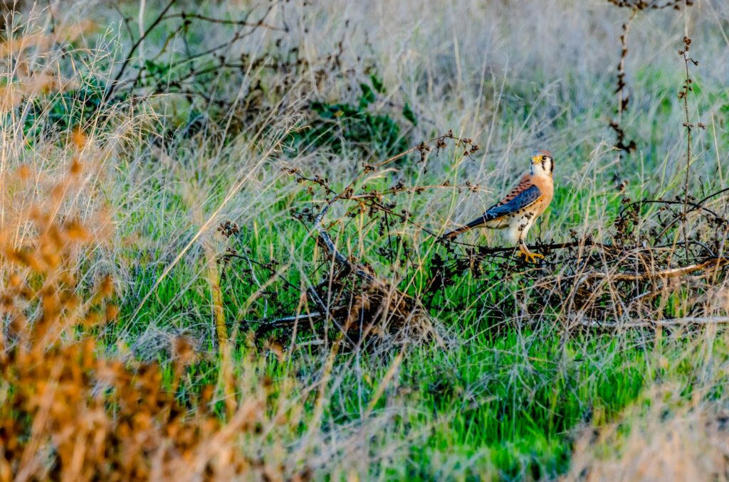 American Kestrel perching on the grass
