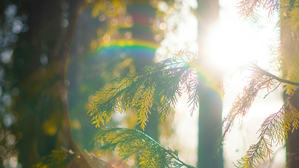 Bright sunlight shining through trees