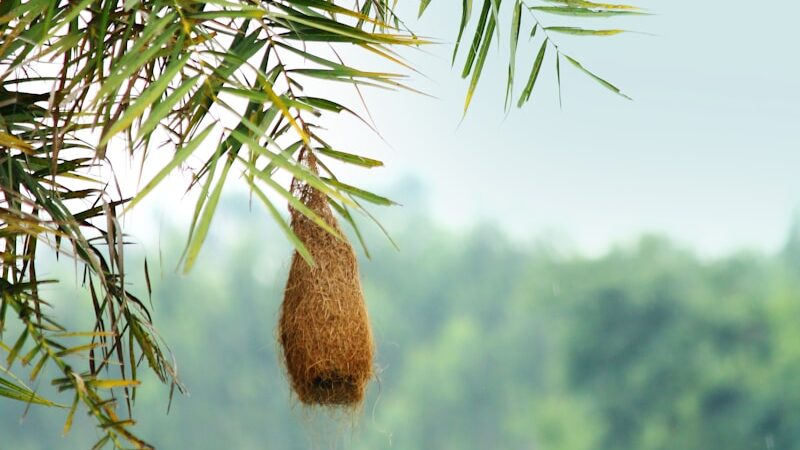 Baya Weaver nest habging from tree