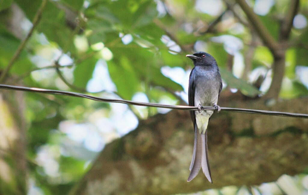 A fork tailed drongo on a tree branch
