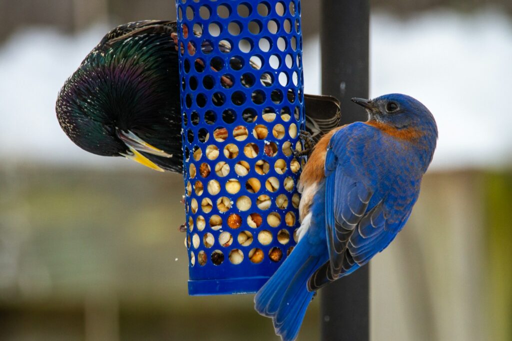 A vibrant Eastern Bluebird and a European Starling feed from a blue bird feeder.