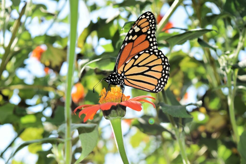 A Monarch butterfly that is sitting on a flower.