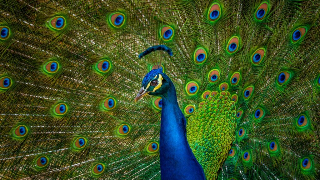 Close up of a Peacock with tail feathers fanned out in a stunning courtship display